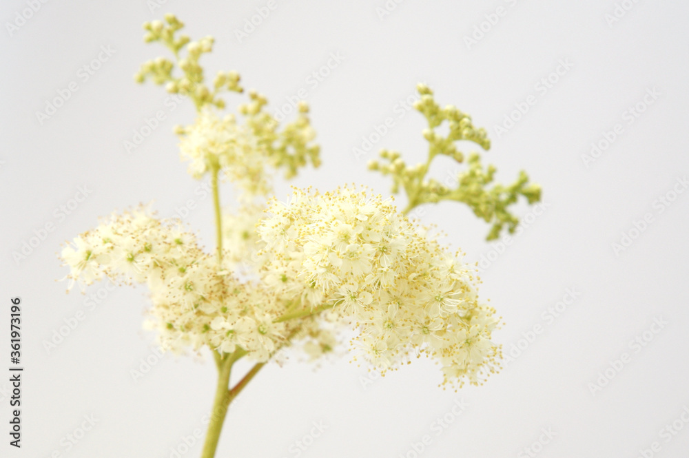 Bush of white flowers on a white background