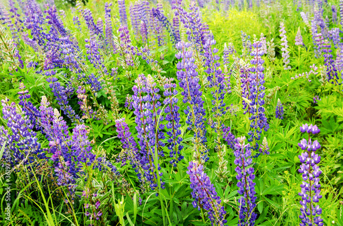 Field with blooming purple lupine flowers. Selective focus