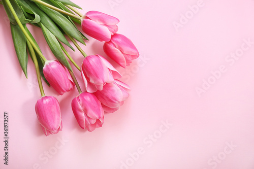 Fototapeta Naklejka Na Ścianę i Meble -  Pink tulips isolated on pink background. Top view