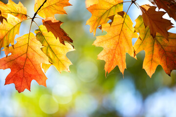 Close up of bright yellow and red maple leaves on fall tree branches with vibrant blurred background in autumn park.