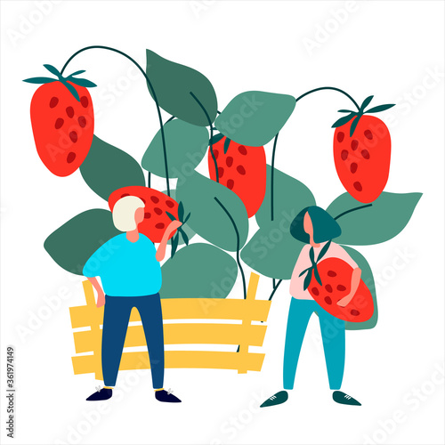 People picking strawberries into crate vector illustration. Harvesting concept. Agritourism concept. Pick-your-own concept. Fresh fruit concept. Vector illustration in abstract flat style