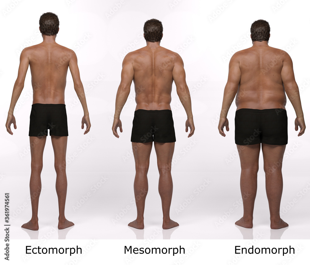 3D Rendering : standing male body type illustration : ectomorph (skinny  type), mesomorph (muscular type), endomorph (heavy weight type), Back View  Stock Illustration | Adobe Stock