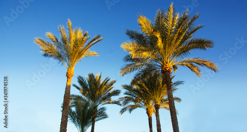 Palm trees on the beautiful sunset background