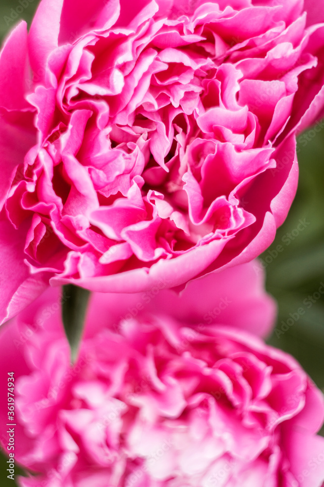 Pink peonies clouse up