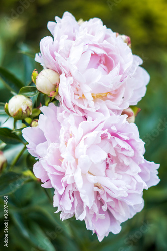 Fototapeta Naklejka Na Ścianę i Meble -  Blush pink peonies with buds