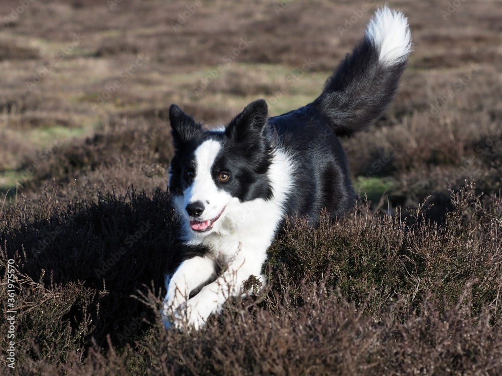 Black and White Collie