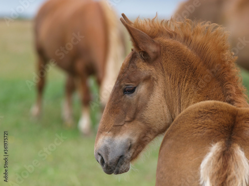 Foal Headshot © Nigel Baker