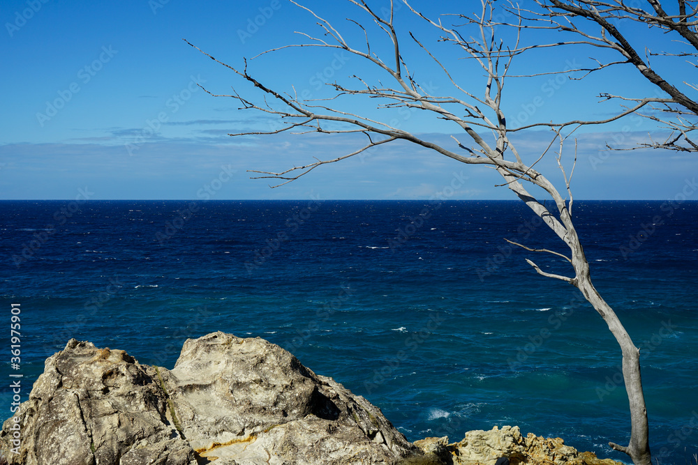 Seascape: view across the deep blue ocean to the horizon, with rocks and dead tree in the foreground, and blue sky with low clouds in the distance. Seascape: view across the deep blue ocean to the horizon, with rocks and dead tree in the foreground, and blue sky with low clouds in the distance.