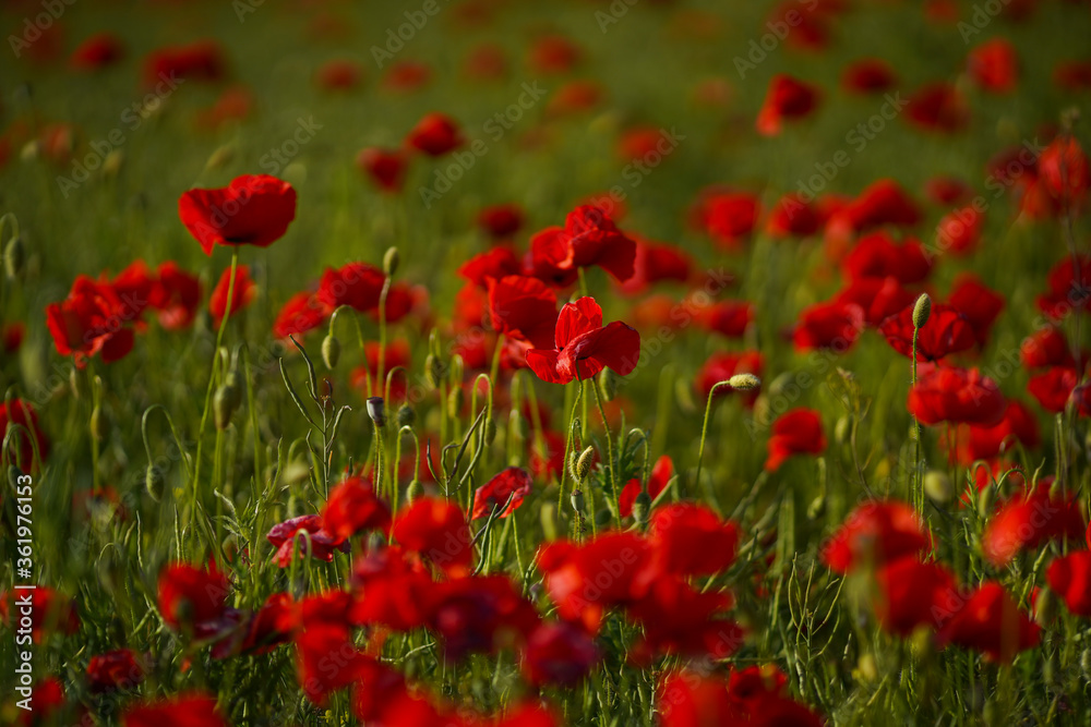 Red poppy flowers and buds on a meadow on a green natural background. Close-up soft focus blurred background.
