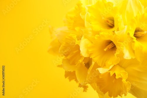 Fototapeta Naklejka Na Ścianę i Meble -  Yellow daffodils on yellow background