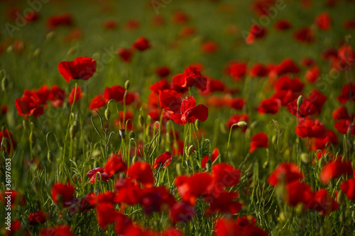 Red poppy flowers and buds on a meadow on a green natural background. Close-up soft focus blurred background. © Varga_photography