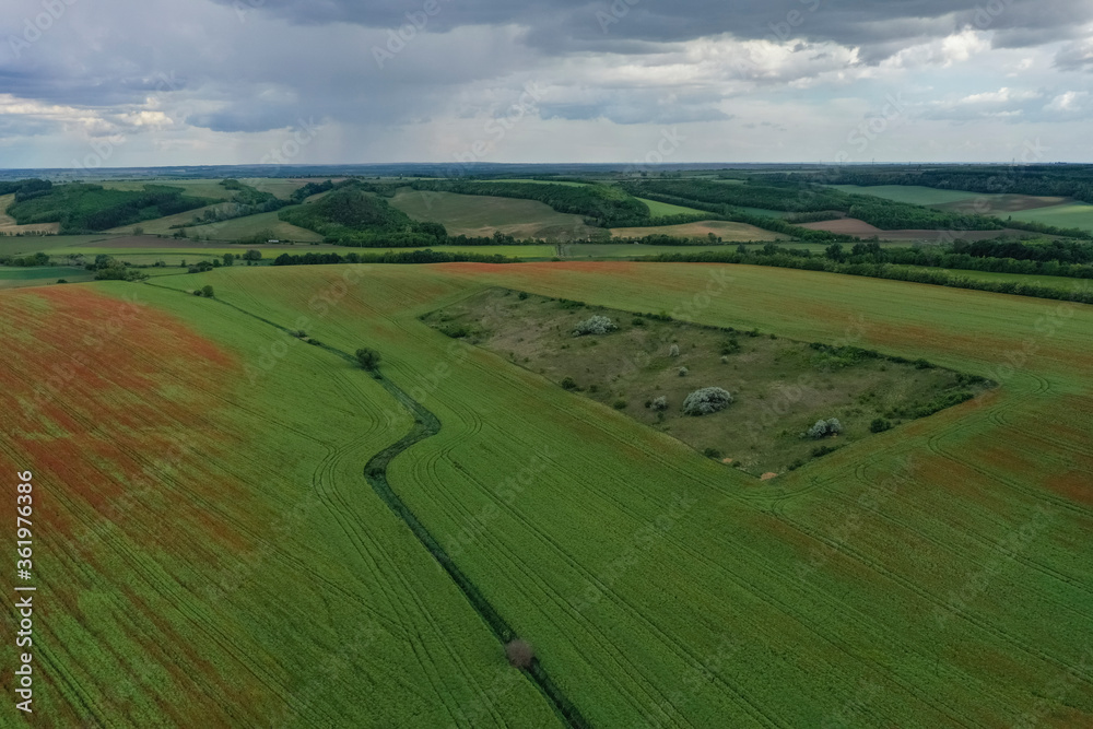 Breathtaking beautiful aerial view of a poppy field growing among rapeseed. Aerial view of the drone from above. Green background with red flowers. Stormy gray clouds.