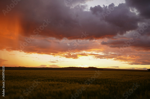 Wheat or barley field under storm cloud. At sunset  the color of the clouds is orange and dark blue. Beautiful landscape.