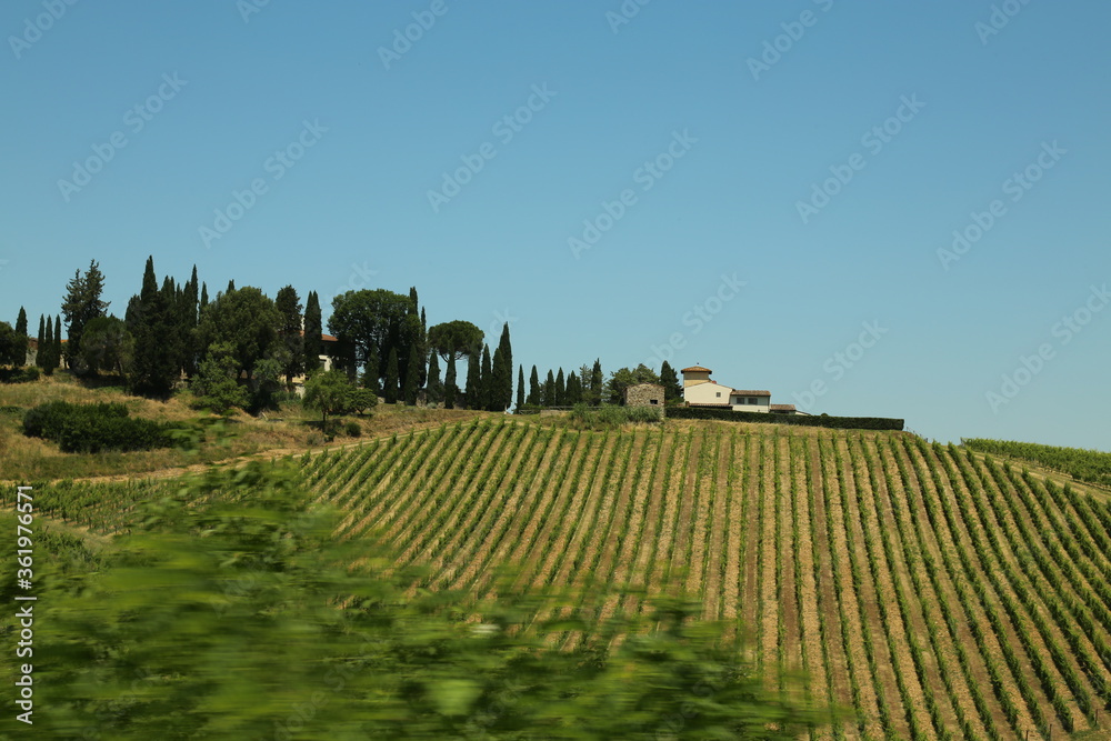vineyard in Tuscany in Italy