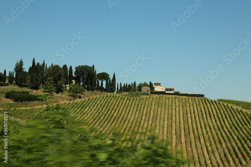 vineyard in Tuscany in Italy