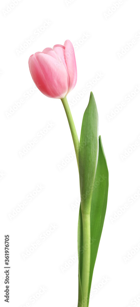 Fototapeta Pink tulip isolated on white background