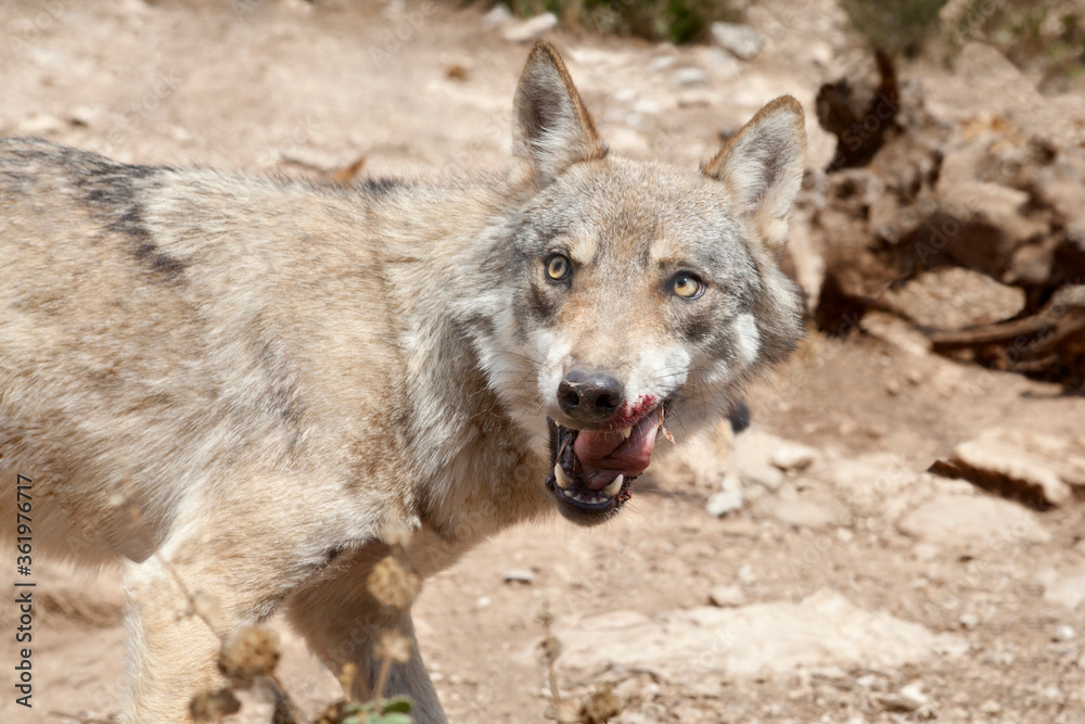 Fototapeta premium Lobo ibérico