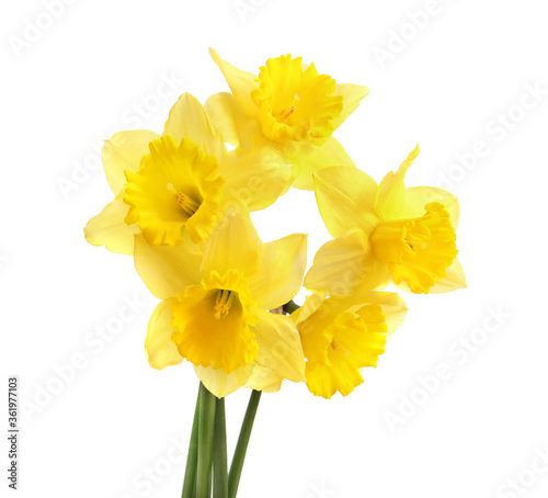 Fototapeta Naklejka Na Ścianę i Meble -  Yellow daffodils isolated on white background