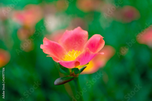 Verdolaga soft focus. Pink  red  beautiful  sweet with a lovely yellow pollen among many flowers in the garden.