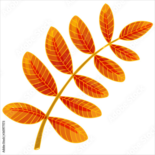 bright autumn leaves vector illustration isolated on white background