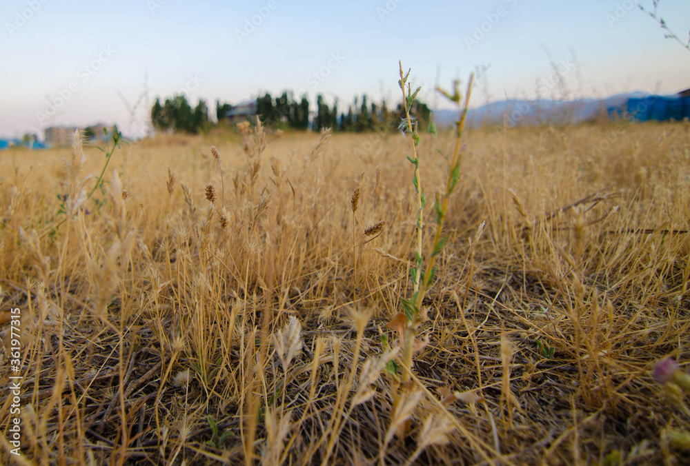 Obraz premium golden wheat field
