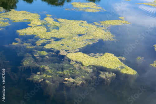 Grünlich-gelbe Algen, Algenteppich in einem Gewässer