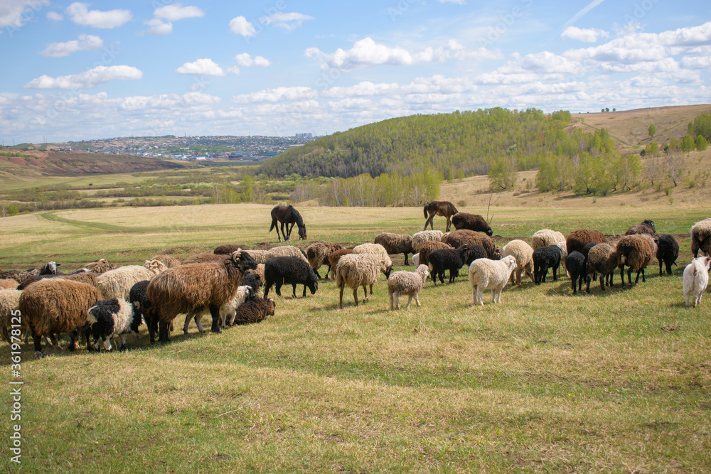 Sheep and horses graze in the meadow. Green grass, forest. Sky with clouds. Sheep and horses graze in the meadow. Green grass, forest. Sky with clouds.