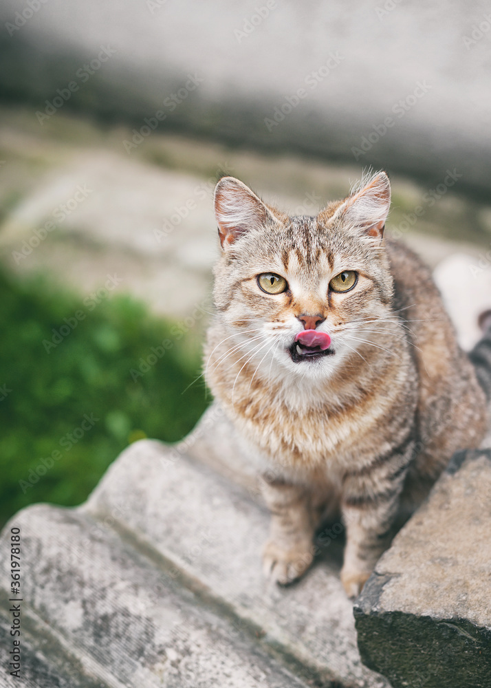 Beautiful funny light brown striped cat. A cat sits on the street and shows tongue. Beautiful funny light brown striped cat. A cat sits on the street and shows tongue.