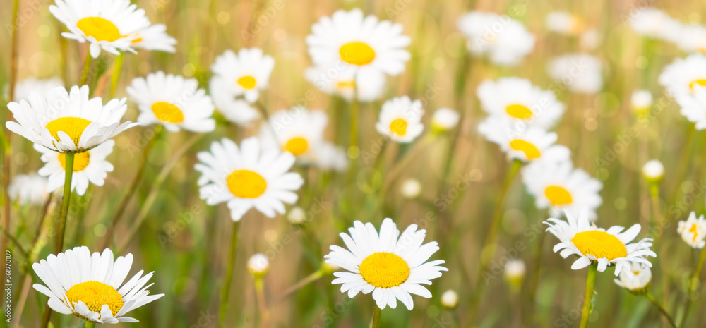 Obraz premium Camomile field in the sun close-up selective focus. horizontal banner