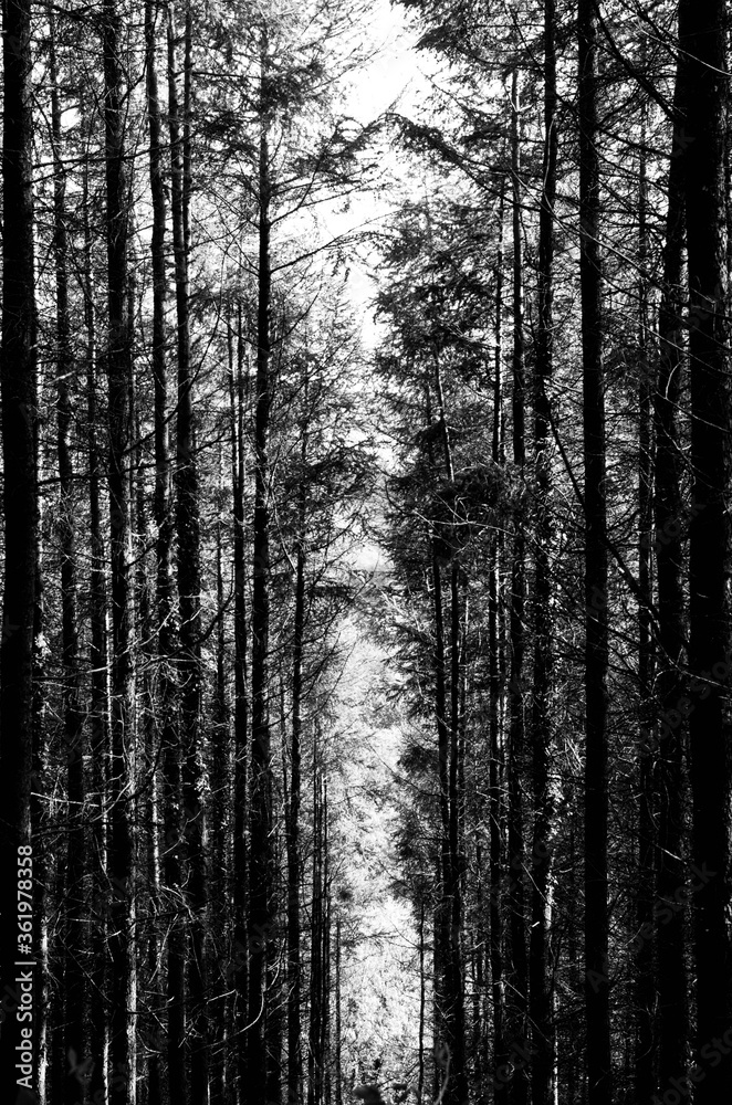 Tall Trees Scenic Path With Sunlight Overgrown Tall Trees Scenic Path With Sunlight Overgrown