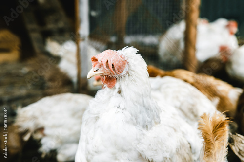 some hens in a small chicken coop