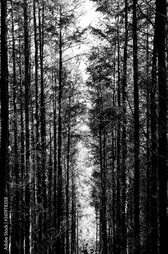 Tall Trees Scenic Path With Sunlight Overgrown