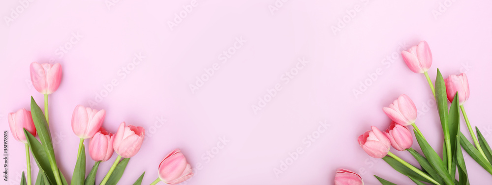 Pink tulips on pink background Pink tulips on pink background