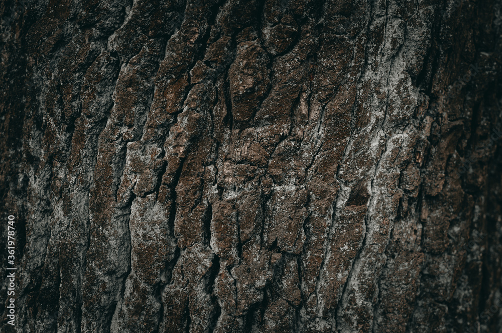 Wood texture. Dark texture background of tree bark.