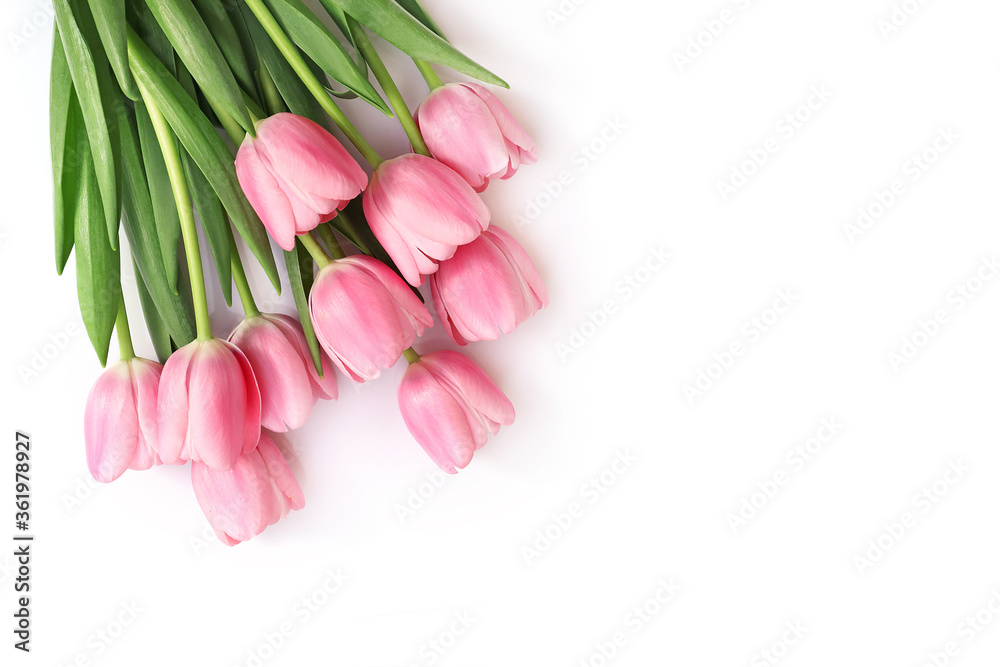 Pink tulips isolated on white background Pink tulips isolated on white background