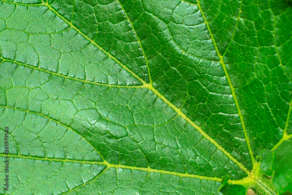 Texture of a green leaf of a plant, detailed, close-up, super macro, blurred Texture of a green leaf of a plant, detailed, close-up, super macro, blurred