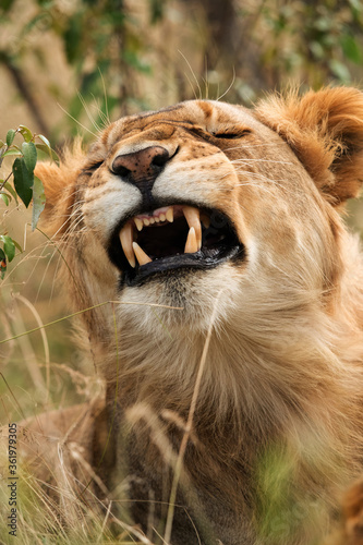 Fototapeta Naklejka Na Ścianę i Meble -  Lion closeup, Masai Mara