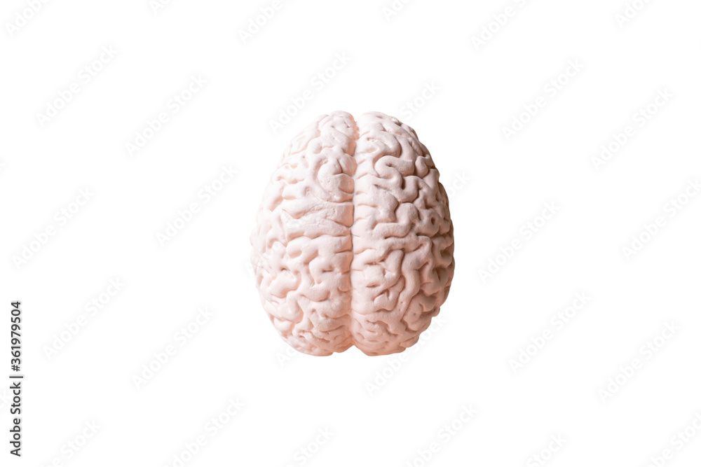 Human brain Anatomical Model isolated on white background Human brain Anatomical Model isolated on white background