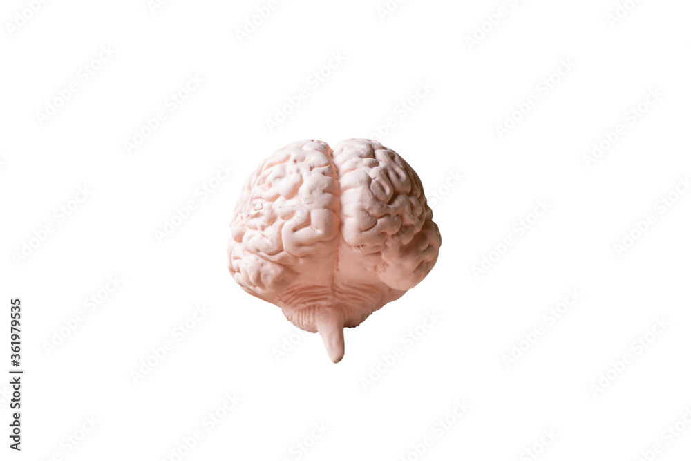 Human brain Anatomical Model isolated on white background Stock ...