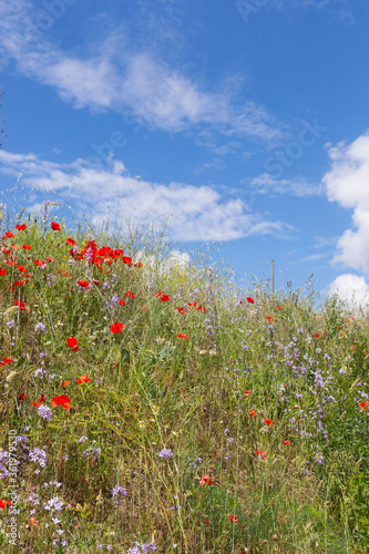 field of flowers