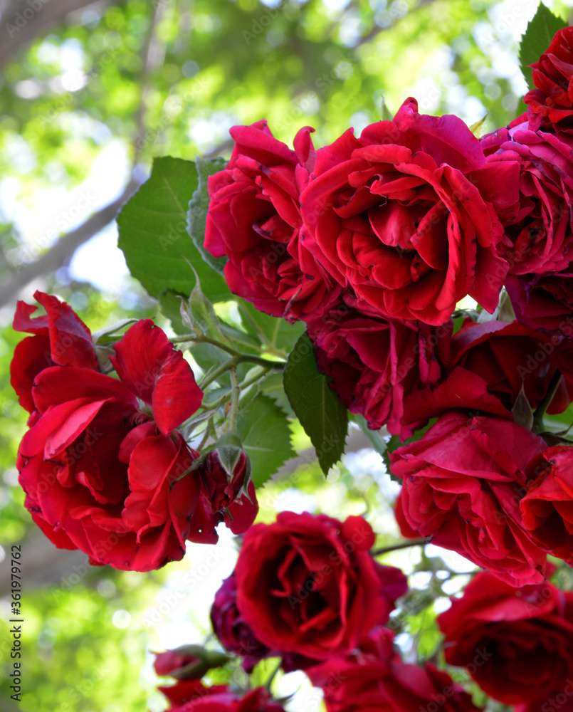 Fototapeta premium red rose in the garden