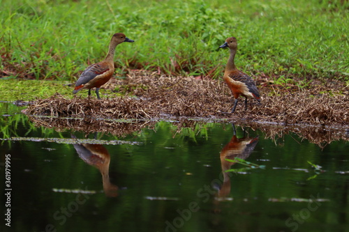 Whistling ducks or tree ducks are a sub family,Dendrocygninae,of the duck,goose and swan family of birds, Anatidae. They are not true ducks. In other taxonomic schemes, they are considered a separate  photo