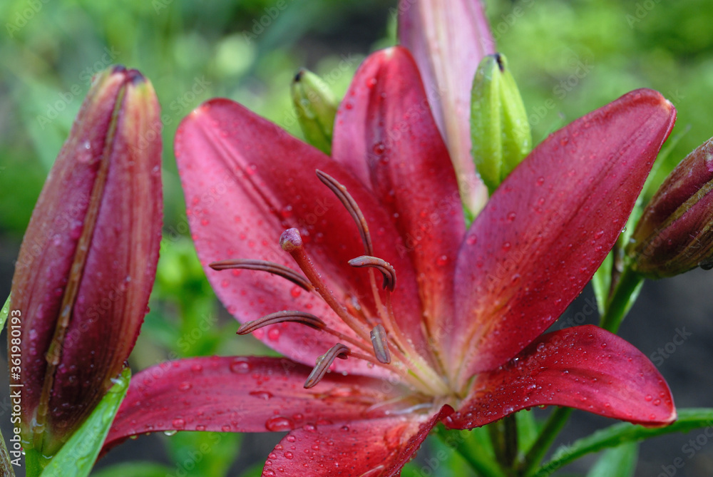 Maroon lilies in flowerbed closeup. Shallow depth of field Maroon lilies in flowerbed closeup. Shallow depth of field