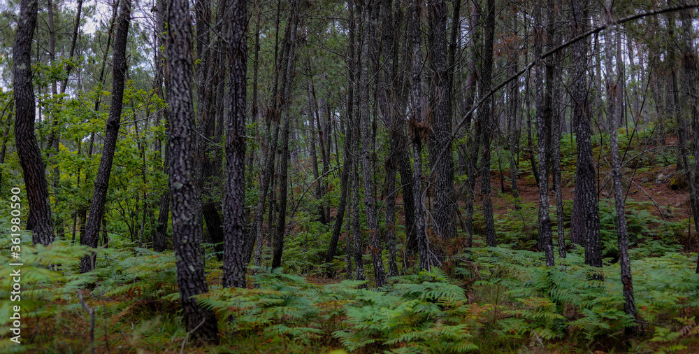 Maravilhosa paisagem de floresta na Europa com pinheiros e samambaias e fleches de luz e sombra. Floresta Portuguesa no interior de Viseu no verão. Maravilhosa paisagem de floresta na Europa com pinheiros e samambaias e fleches de luz e sombra. Floresta Portuguesa no interior de Viseu no verão.