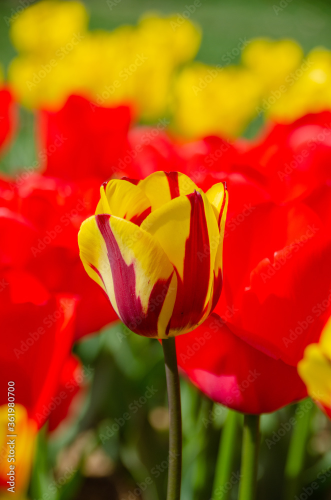 red and yellow tulips