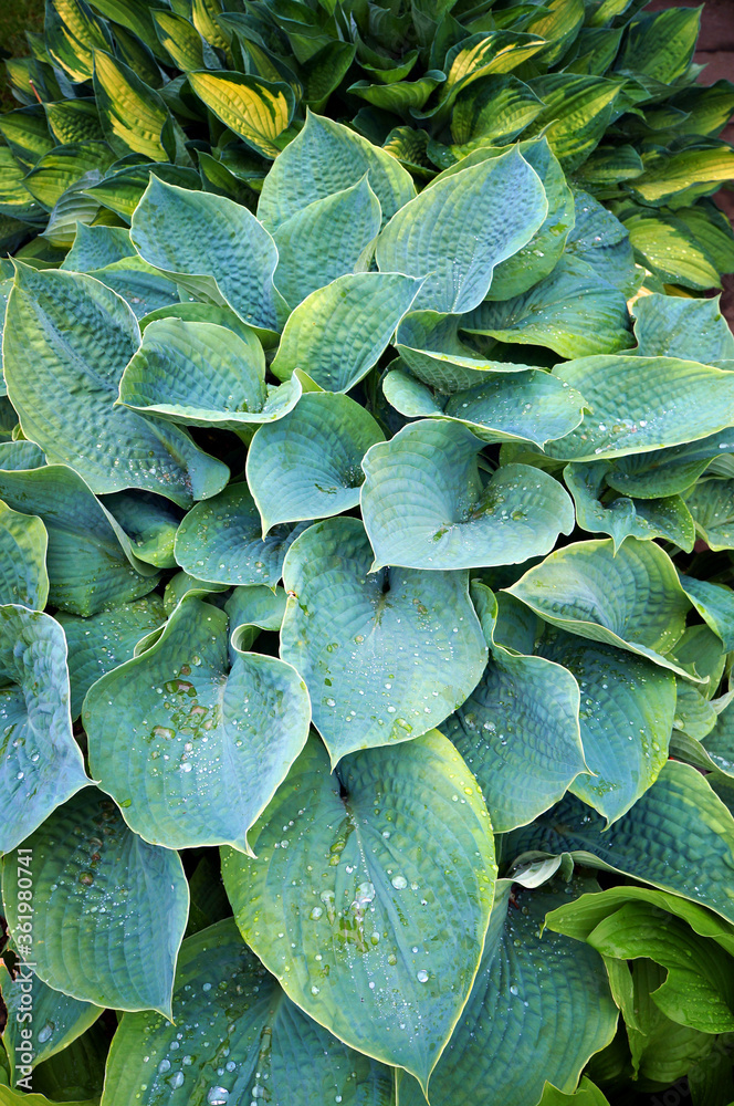 Fototapeta premium Decorative plant Hosta (Funkia). Water drops on leaves after rain.