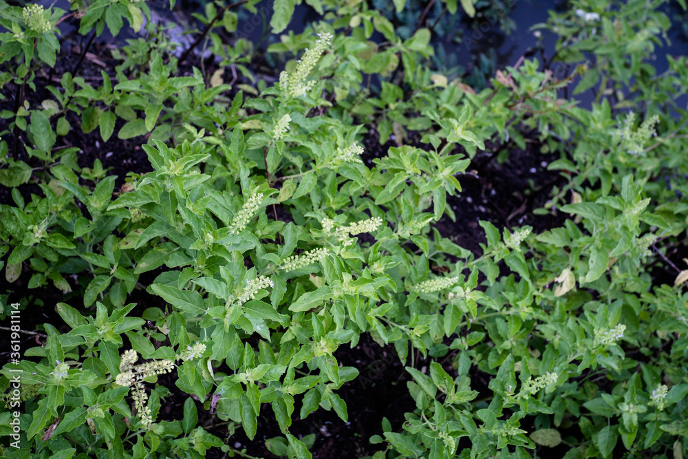 Fresh basil leaves are on the transformation in the backyard Fresh basil leaves are on the transformation in the backyard