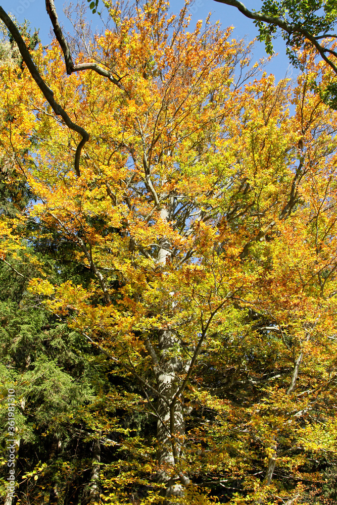 Autumn, Autumn leaves, Colorful, Colorful leaves, Thuringia, Germany, Europe