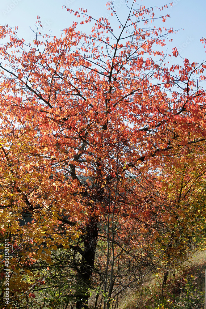 Autumn, Autumn leaves, Colorful, Colorful leaves, Thuringia, Germany, Europe