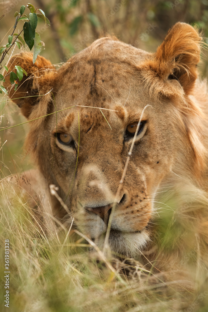 Portrait of a Lion, Masai Mara